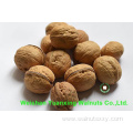 high quality low priced Walnuts Kernels Light Pieces